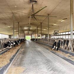Im sauberen, grossen Stall