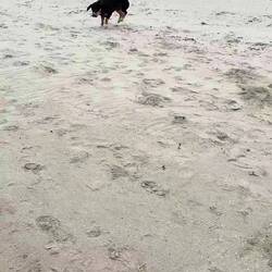 Sandmonster.