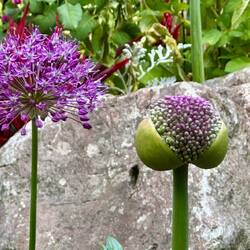 Giant Onion