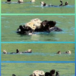Seeotter