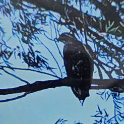 Seeadler