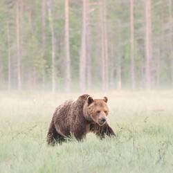 Bär im Nebel..