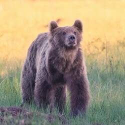 Bär im besten Licht