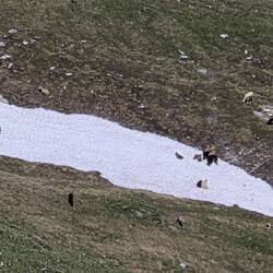 Heiß ist es, wenn sich die Schafe am liebsten aufs Schneefeld legen...