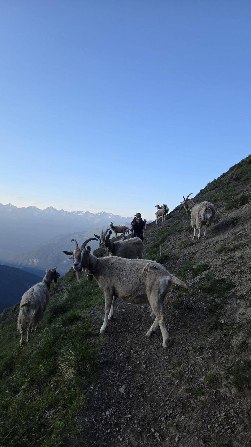 Direkt zu Beginn einmal durch einen Schwarm Bergziegen