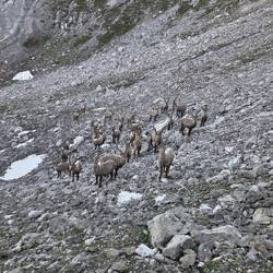 Isas ungefähr 27x geäußerter Wunsch "einen Steinbock sehen" wird wahr. Ungefähr 27 mal auf einmal