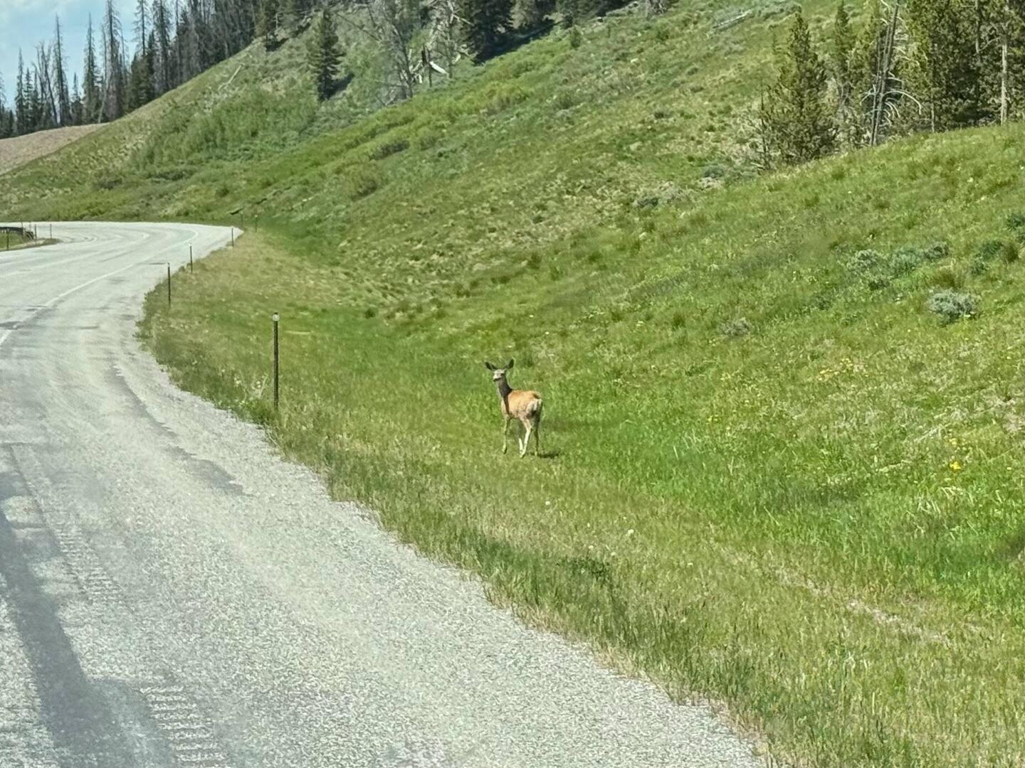 🤔 Should I cross?