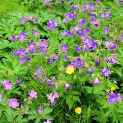 I i think these are called birch lilacs