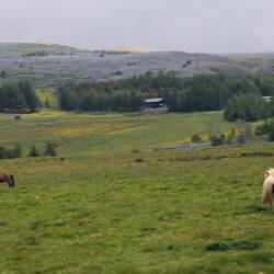 Awwww the baby Icelandic Horses 🐎