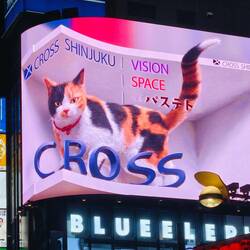 3d cat at Shinjuku