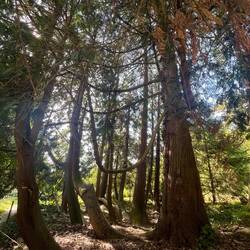 Un magnifique cyprès, inscrit au titre des arbres remarquables