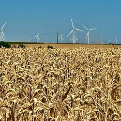 En dehors des éoliennes, le paysage est fait de blés et d'éoliennes