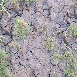The 'Gloopy bit' not so gloopy as last year