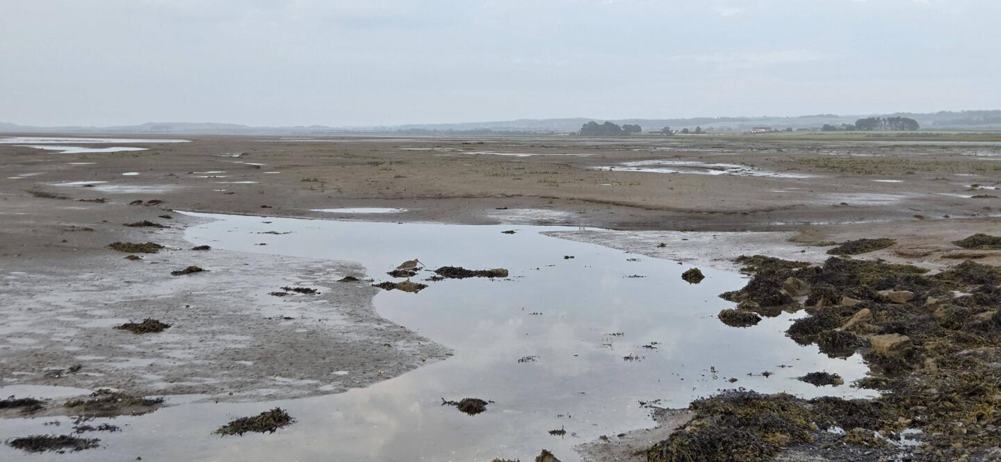 A lone curlew to see me start