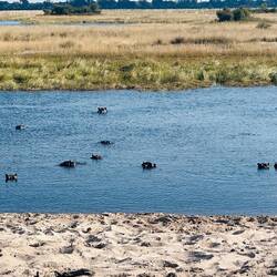 Hippos