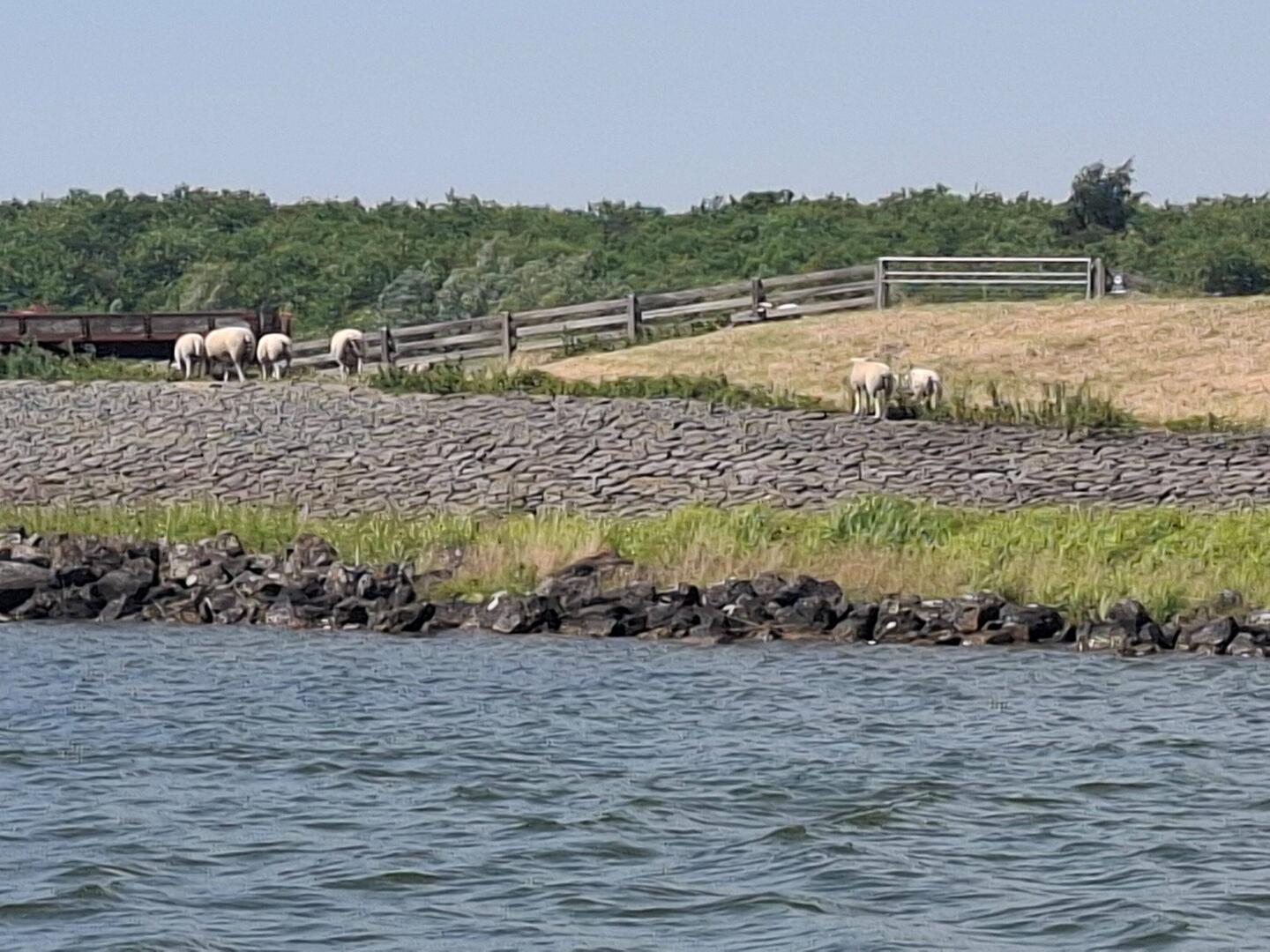 Warten neben Schafen auf die Schleusenöffnung