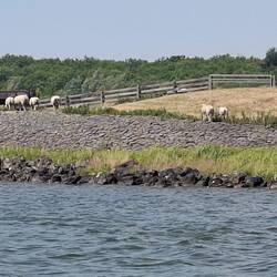 Warten neben Schafen auf die Schleusenöffnung