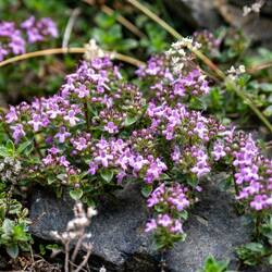 Wilder Thymian