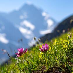 Alpenklee vor Panorama