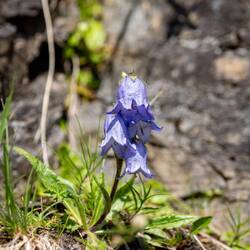 Bärtige Glockenblume