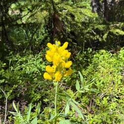 Thermopsis