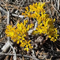 Stonecrop