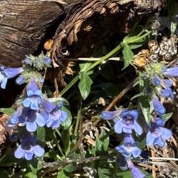 Penstemon