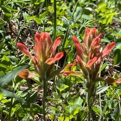 Castilleja