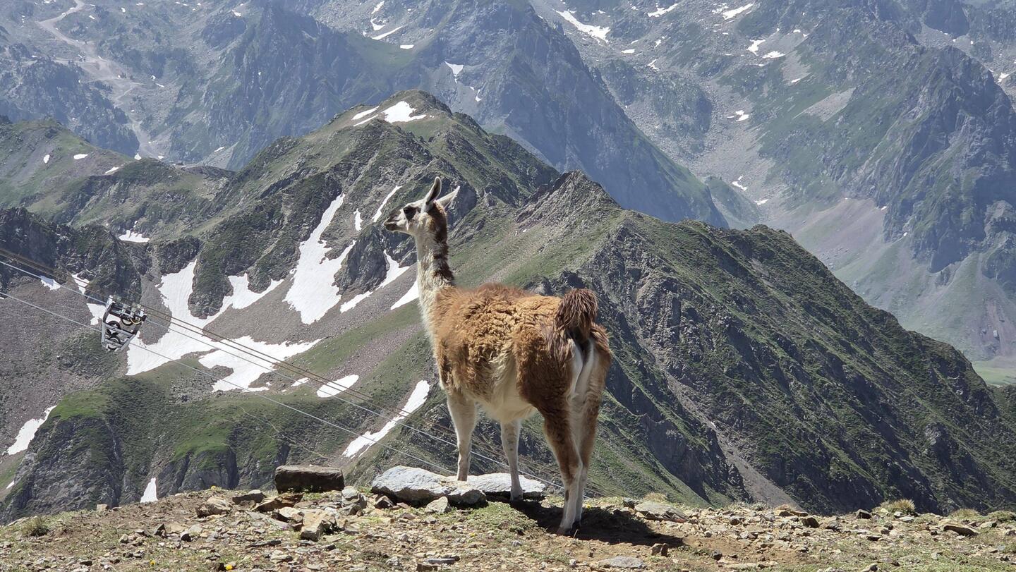 Veličastno! Lama in čudoviti razgledi.