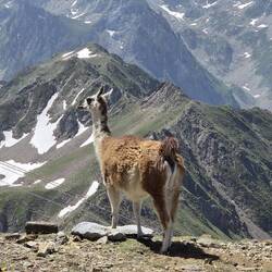 Veličastno! Lama in čudoviti razgledi.