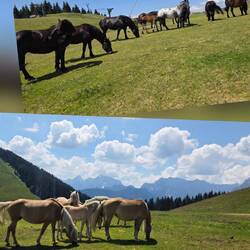 Da schlägt das Pferdeherz höher 😊