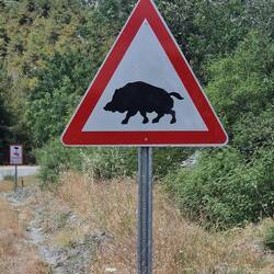 Immer wieder auch mal....