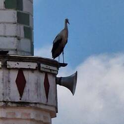Heute ruft der Storch