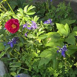 More flowers