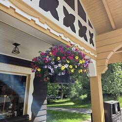 Flowers at Lake McDonal Lodge are vibrant