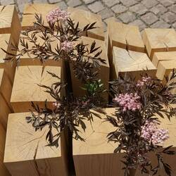 Blumen im Holz