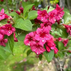Weigela