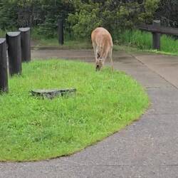 Deer slide under a rail fence 2 ft from me.