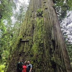 Boy Scout Tree