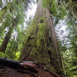 Boy Scout Tree
