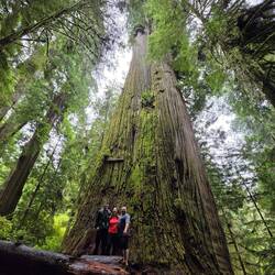 Boy Scout Tree