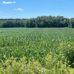 Lots of corn