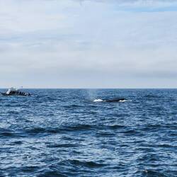Humpback Whale - I missed the one whale dive/tail we saw.