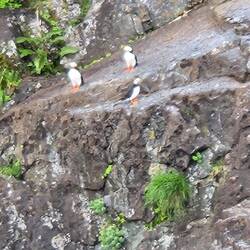 Puffins