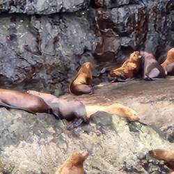 Stellar Sea Lions