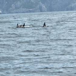 Orca mom and baby pod