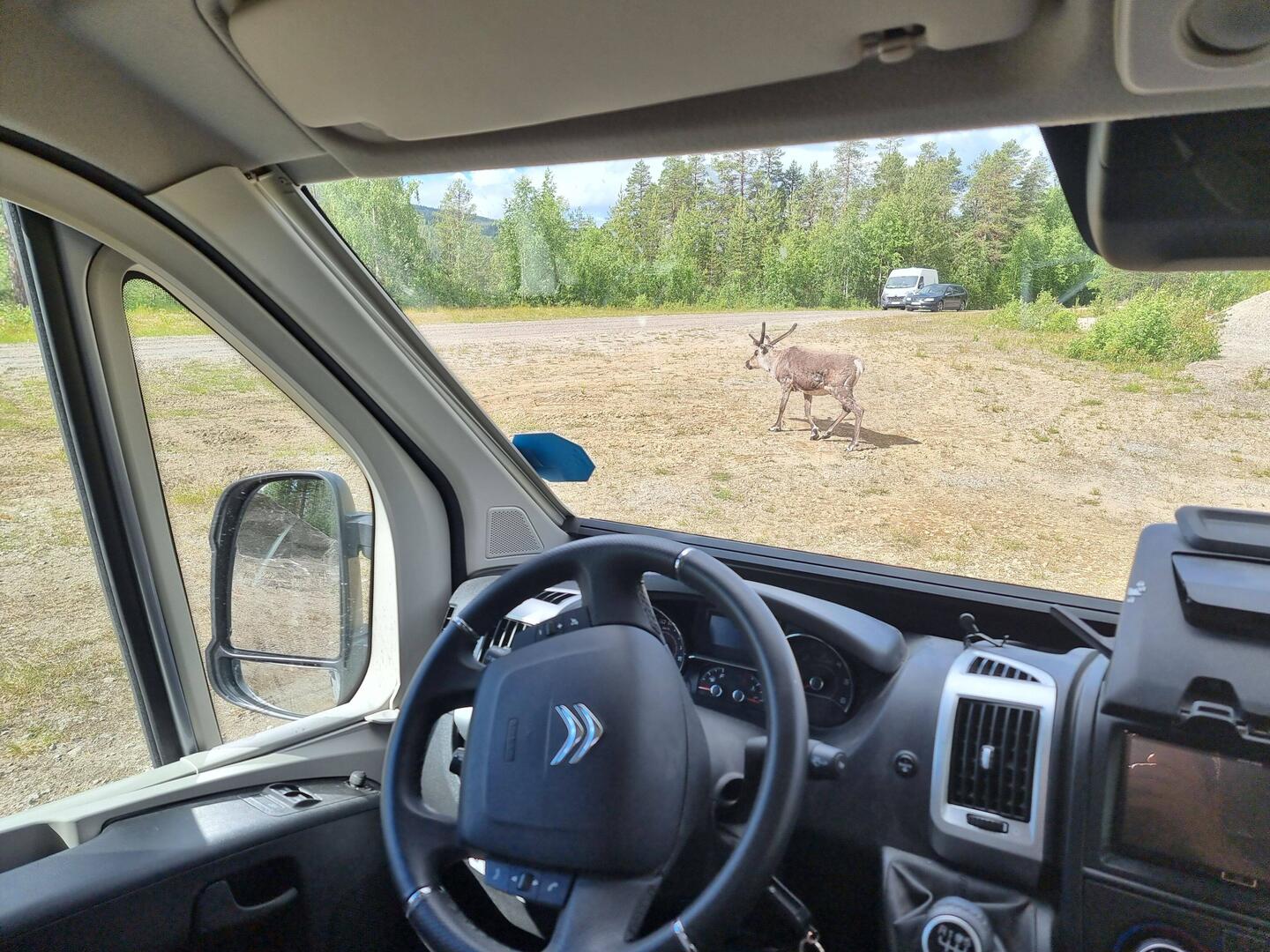 Morgendlicher Besuch