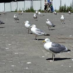 Mövenparade