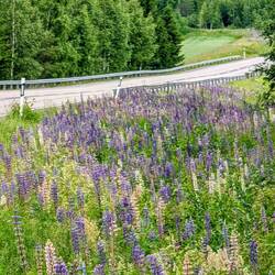 Die Straßen sind gesäumt von Lupinen 😍