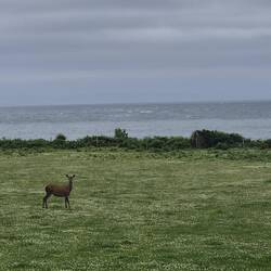 a Hirsch